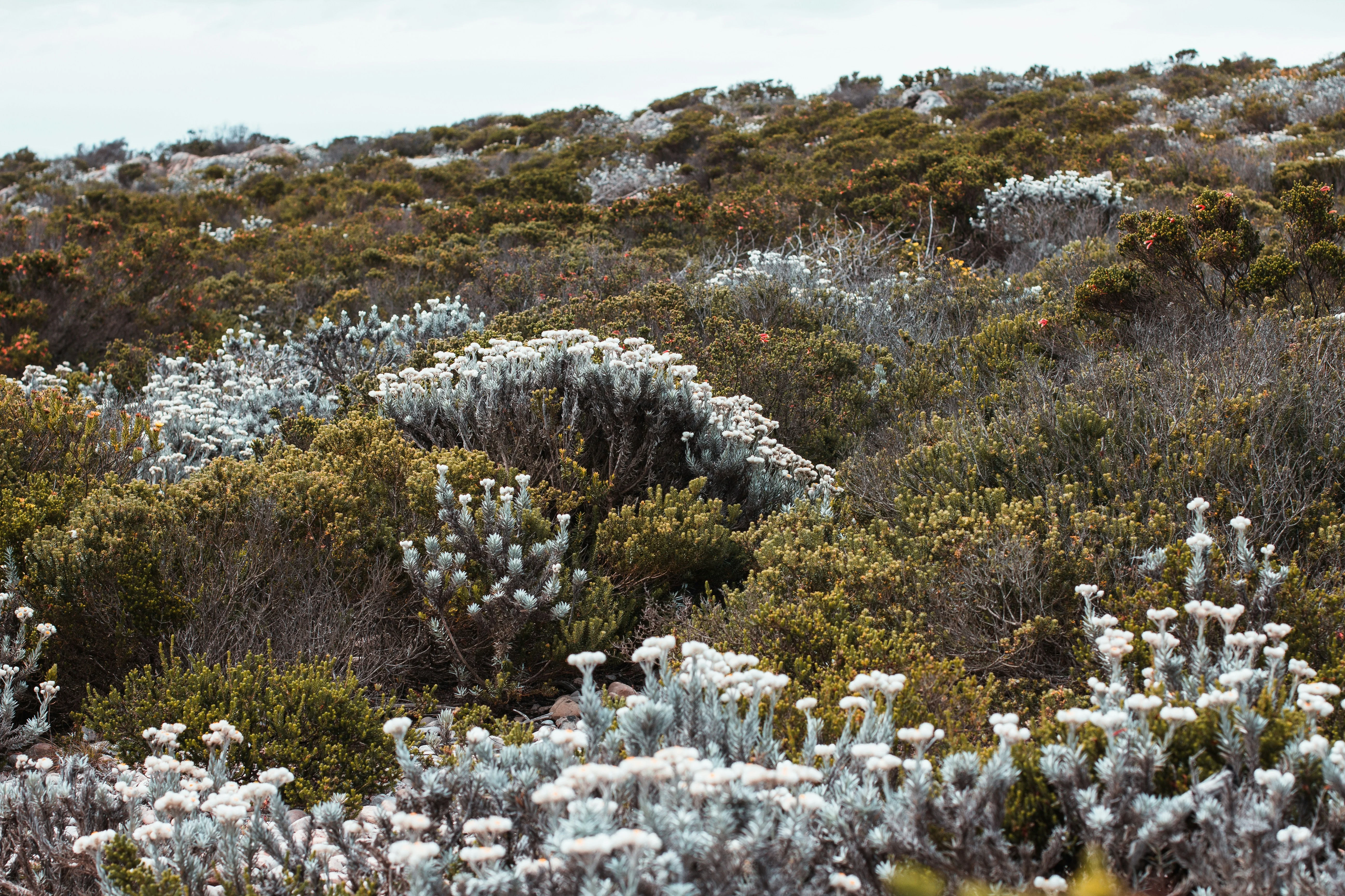 Fynbos walks in the kloof