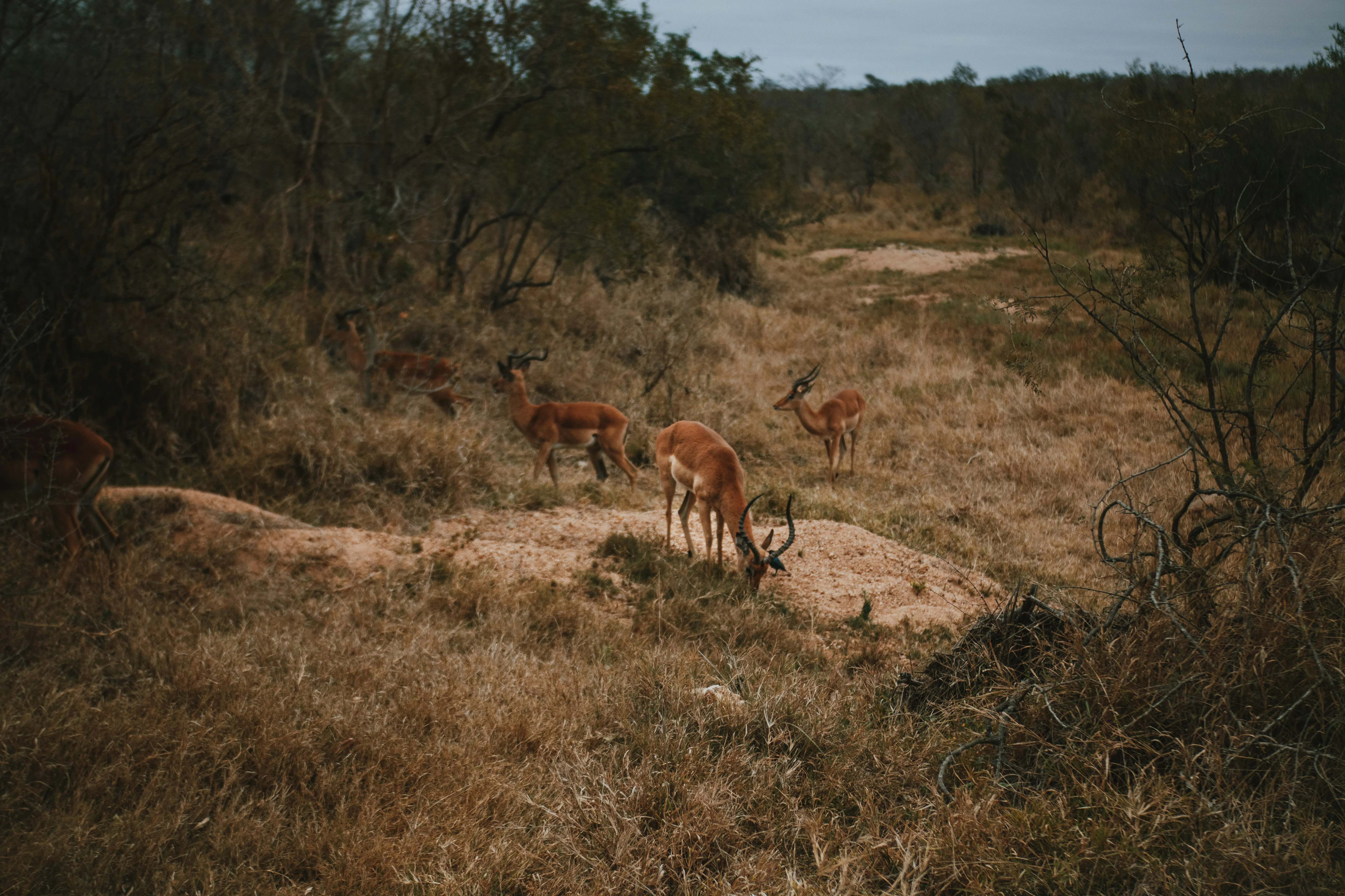 A herd of impala in the dry grass