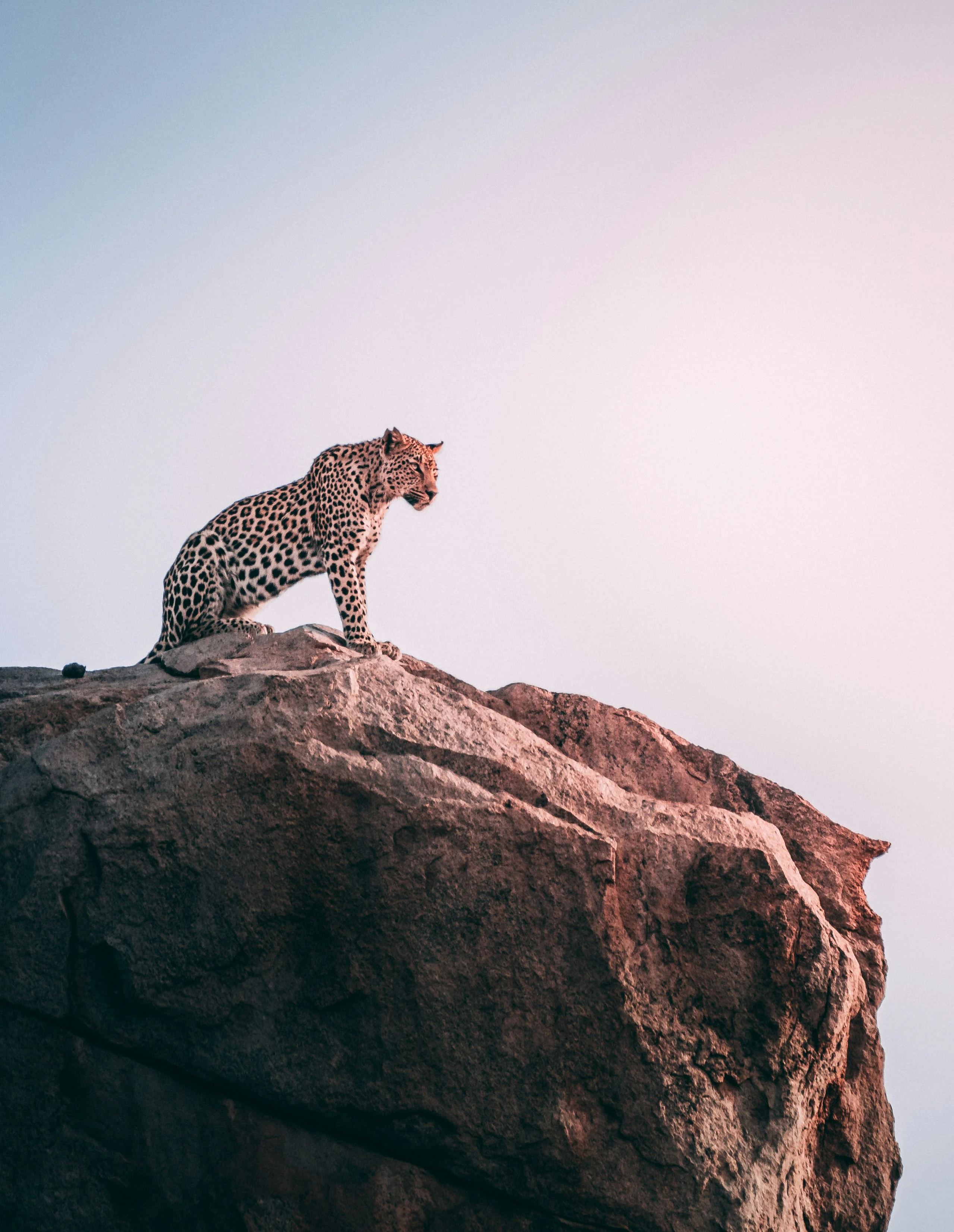 A leopard on a rock against a pale sky