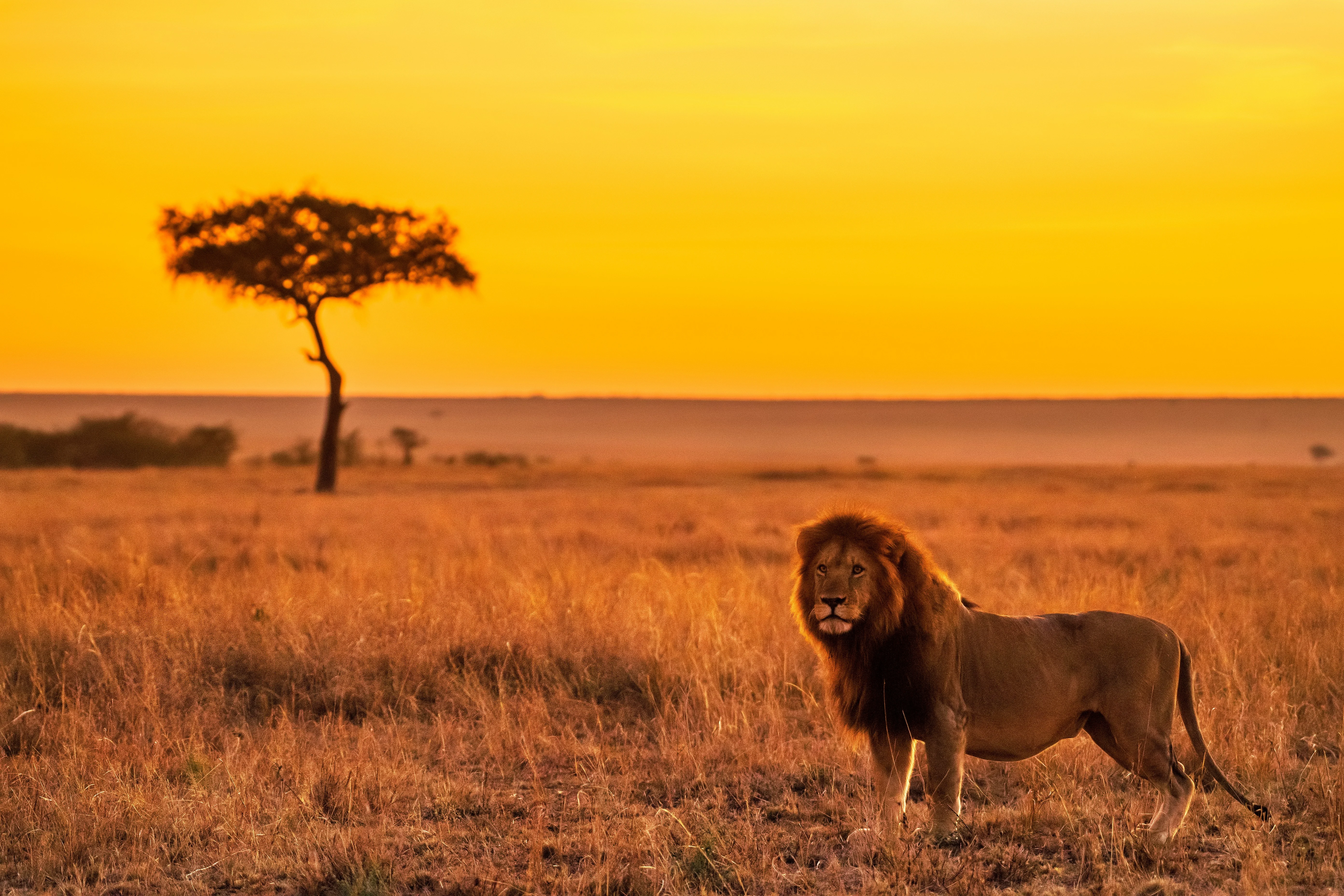 Lion on the reserve