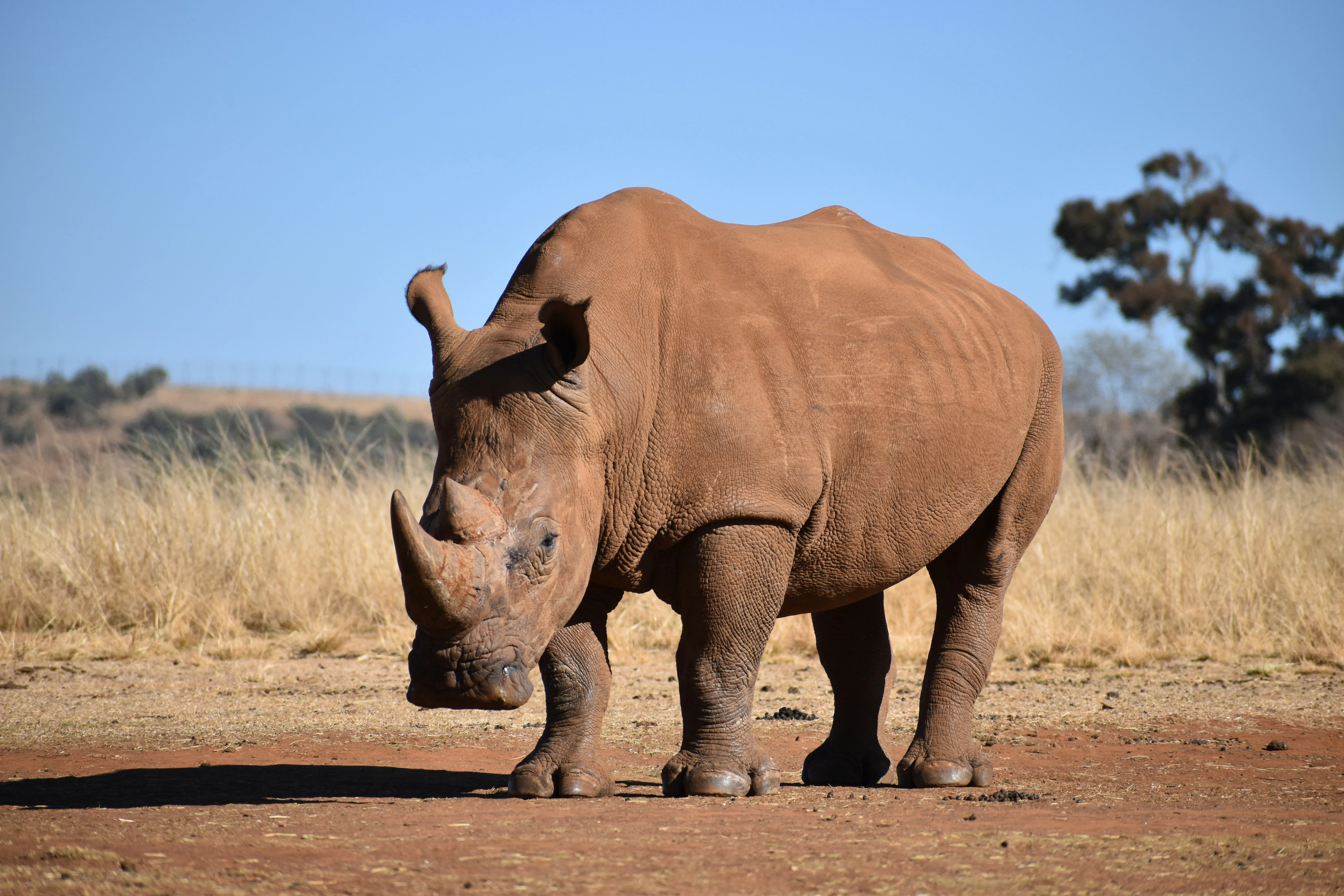 Rhino on the reserve