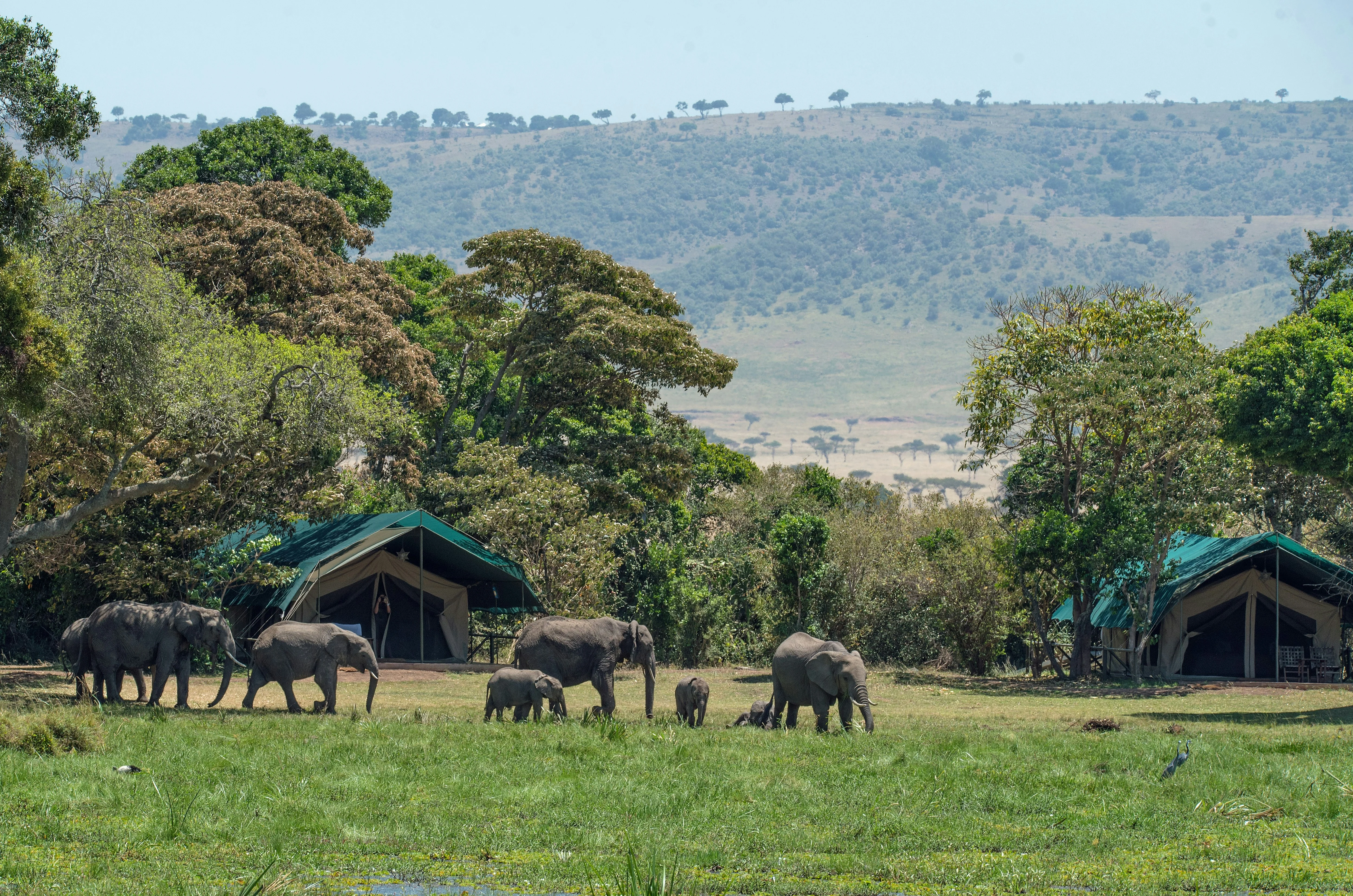 Kudu Tented Camp. Canvas under thatch, raised on a deck in the riverine bush.