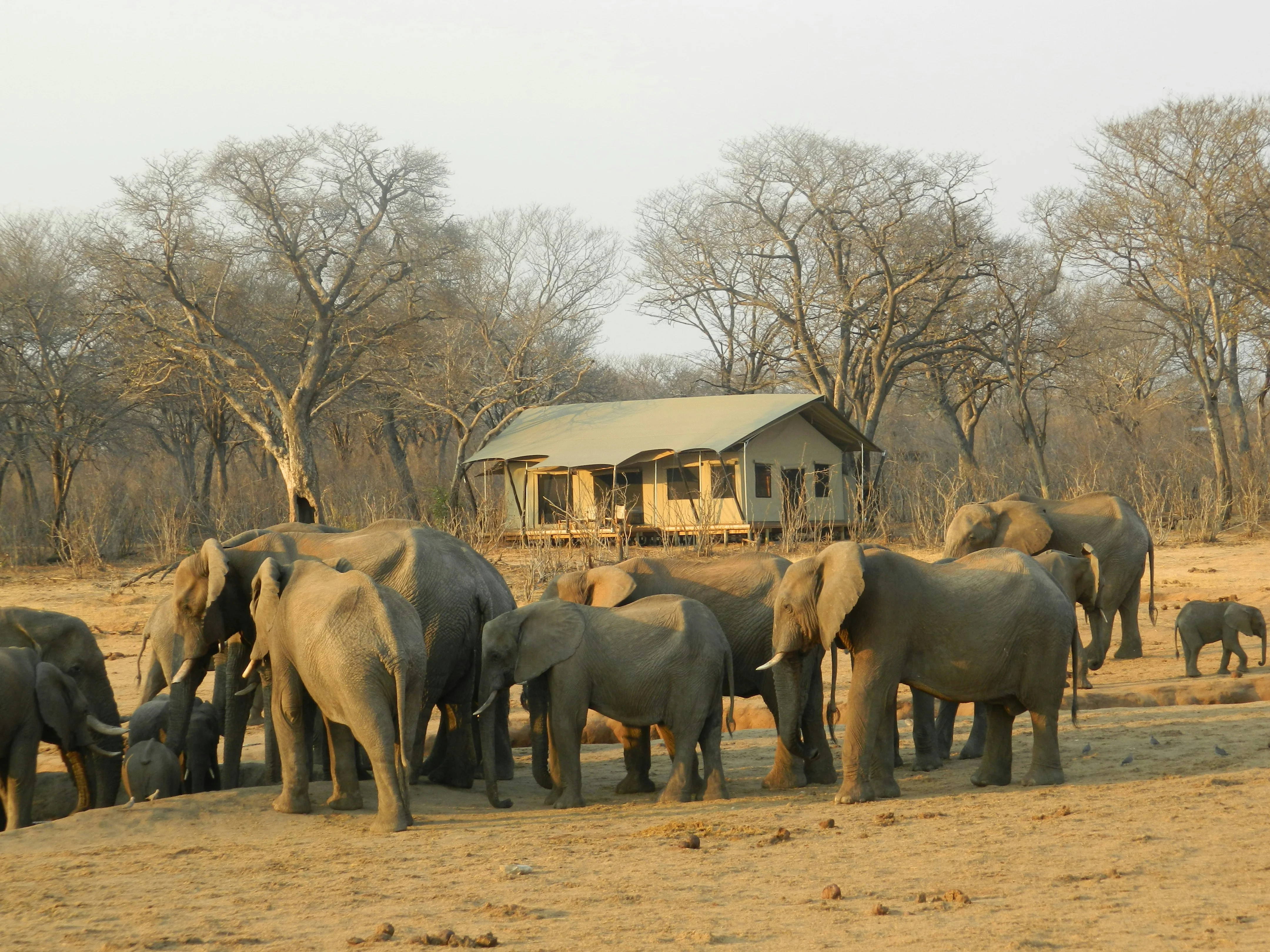 Elephant on the reserve