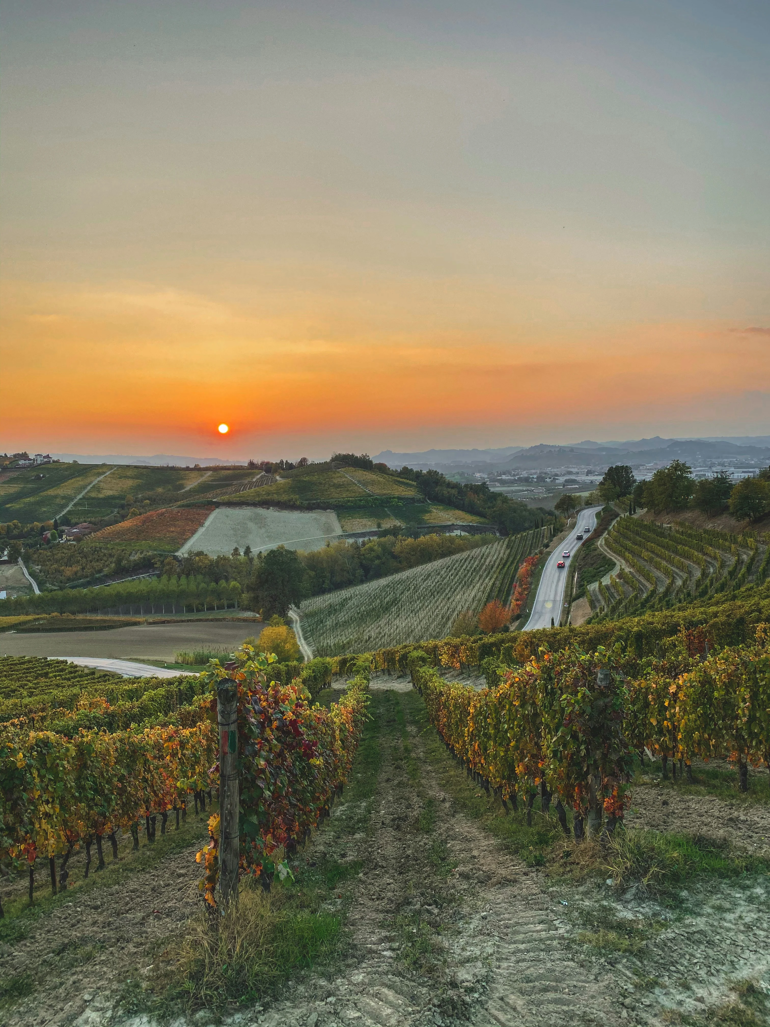 Wine Farm & Cellar template preview